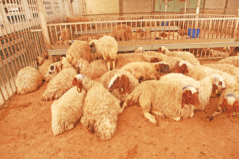 KUWAIT: Sheep pictured at the sheep market yesterday. — Photo by Joseph Shagra