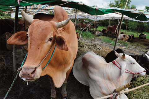 YANGON: Nearly 100 seized cows intended for the Islamic religious celebration of Eid Al Adha are kept in a football field while three detained Muslim men attend trial in Shwe Pyi Thar Township. —AFP