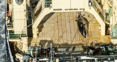 AT SEA: (Above and below) These handout photos show images taken from a helicopter of protected minke whales onboard the Nisshin Maru.