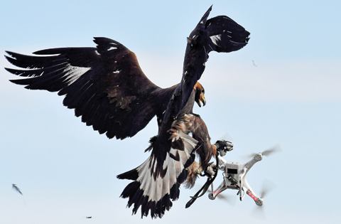 MONT-DE-MARSAN: A royal eagle catches a drone during a military exercise at the Mont-de-Marsan airbase, southwestern France. As malicious or poorly controlled drones are becoming more and more a security threat, the French army explores all options for defense. They train royal eagles for six months at the airbase to chase drones. — AFP