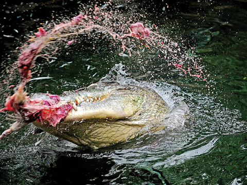 SYDNEY: This file photo shows male crocodile “Rex”, five meters in length and estimated to be 30-40 years old, thrashing in the water while holding a chicken in his mouth at Sydney Wildlife World. —AFP