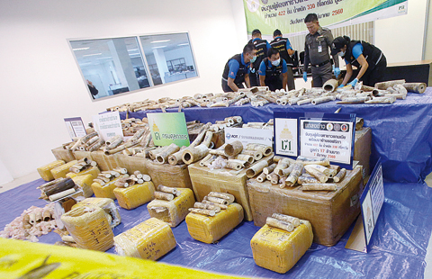 BANGKOK: Thai police forensic officers collect DNA sample of ivory after a press conference at Customs Suvarnabhumi airport in Bangkok, Thailand, yesterday. —AP