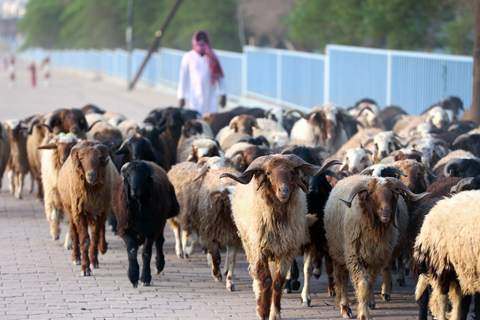 KUWAIT: A herd of sheep is moved to a livestock market in Kuwait. — Photo by Yasser Al-Zayyat