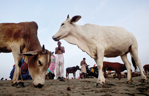 ALLAHABAD: Cows which are considered holy by Hindus stray around as a Hindu devotee, center, offers prayers to the Sun after bathing at Sangam in Allahabad, India. — AP