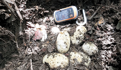 CAMBODIA: This handout photo released by the Wildlife Conservation Society shows a nest with 19 eggs of world’s critically endangered Siamese Crocodile along a river in Koh Kong province. —AFP