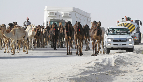 Qatari men herd camels in a desert area on the Qatari side of the Abu Samrah border crossing between Saudi Arabia and Qatar yesterday. Around 12,000 camels and sheep have become the latest victims of the Gulf diplomatic crisis, being forced to trek back to Qatar from Saudi Arabia. — AFP