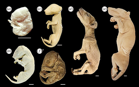 This handout document obtained yesterday from the Royal Society shows thylacine pouch young gross morphology: from a litter of four specimens from Charles university (a), from Museums Victoria (b), one of two aged specimens (c), an individual from the Tasmanian Museum and Art Gallery (d), the largest known thylacine pup from the Australia Museum (e) and (f), one of two documented specimens determined to be another species in this study. —AFP