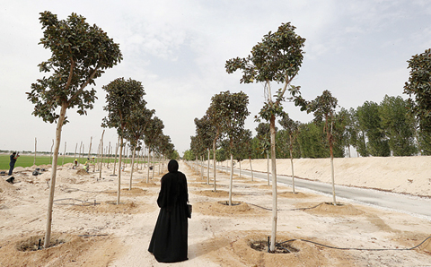 DOHA: A woman looks at trees planted at the Supreme Committee for Delivery and Legacy Tree Nursery in Doha. The nursery is growing trees and turf that are to be planted in the areas surrounding the 2022 FIFA World Cup Qatar stadiums. —AFP