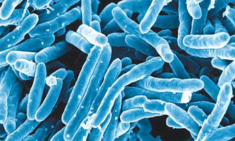 A digitally colorized scanning electron microscopic image depicts a grouping of blue-colored, rod-shaped Mycobacterium tuberculosis bacteria which cause tuberculosis in human beings