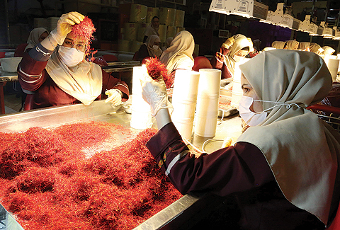 Iranian workers sort and clean saffron filaments during its processing at Iran’s Novin Saffron factory
