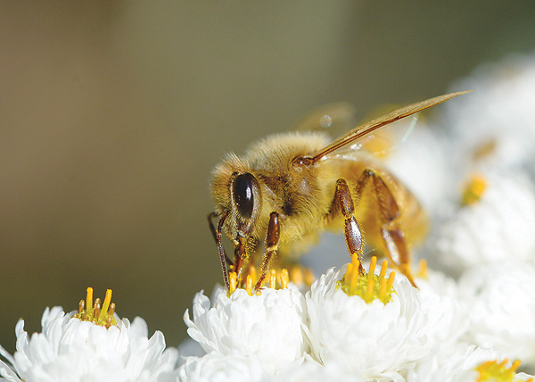 HELSINKI:  Picture taken shows a bee collecting pollen from a flower in Kirkkonummi, Finland. - AFP 