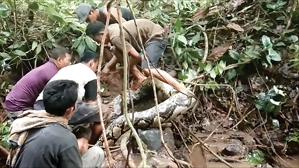 PADANG PARIAMAN, Indonesia: In this video grab taken on Nov 24, 2018, villagers try to capture a large python in in West Sumatra. – AFP nn 
