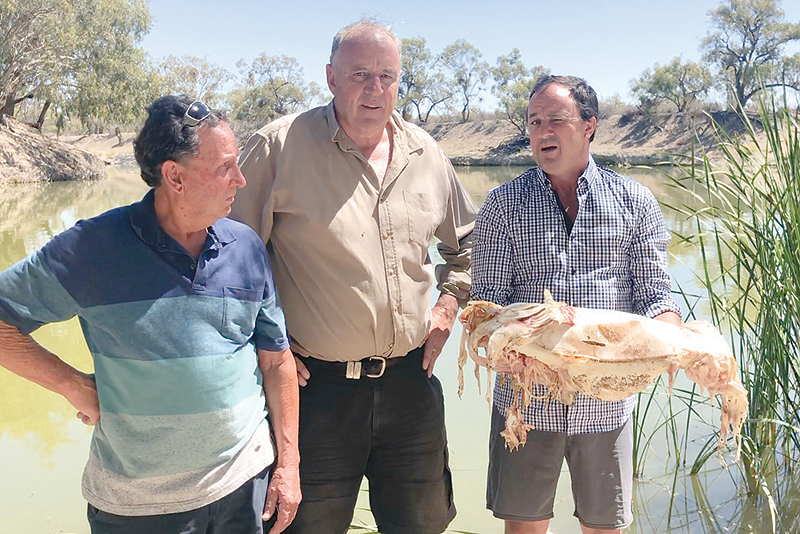MENINDEE: Member of parliament Jeremy Buckingham shows Buckingham (R) holding a decades-old native Murray cod, which was killed during a massive fish kill in Menindee on the Darling River, as local residents Dick Arnold (L) and Rob McBride from Tolarno Station (C) look on. — AFP