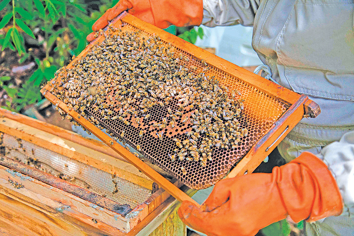 COROICO: Nancy Carlo Estrada works with her bees outside of Coroico, Bolivia