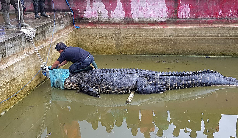 MINAHASA, Indonesia: A 4.4-m-long crocodile named Merry is secured before being taken out of its enclosure in North Sulawesi on Jan 14, 2019, after a woman was mauled to death in the reptile's enclosure. - AFP 