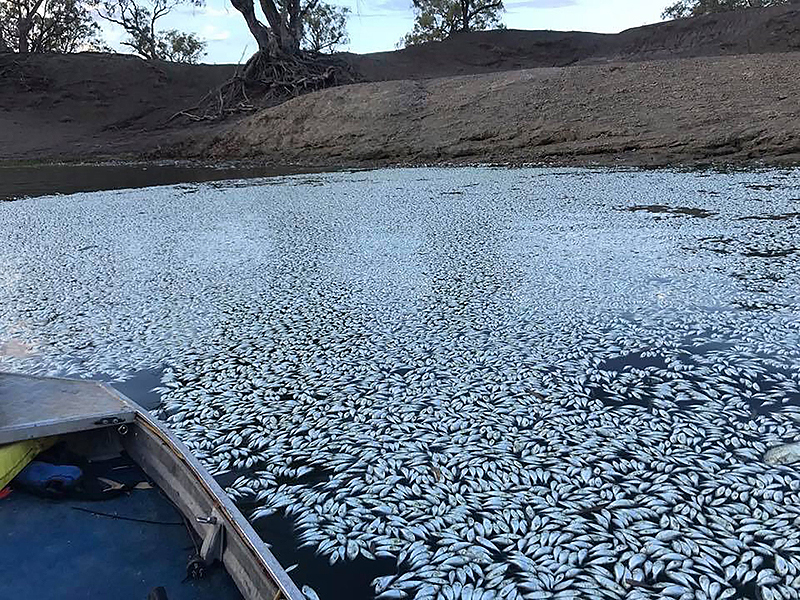 MENINDEE, Australia: This handout photograph taken yesterday shows scores of dead fish floating on the Darling River. - AFP 