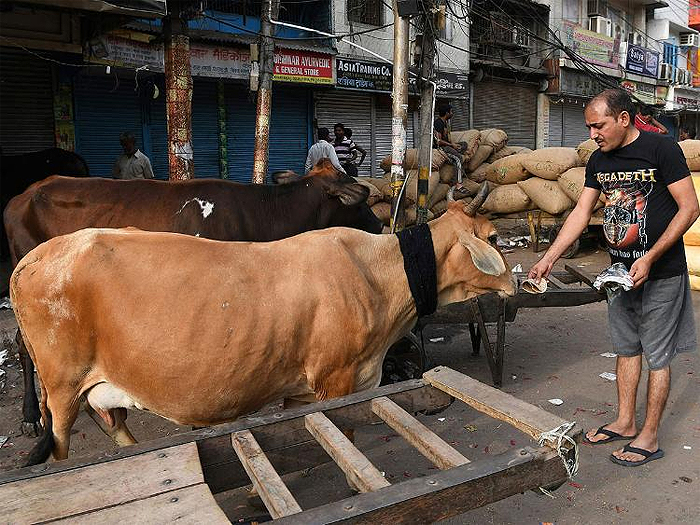 In this file photo taken on May 15, 2018 an Indian man feeds a cow with bread on a street in New Delhi. Image Credit: AFP