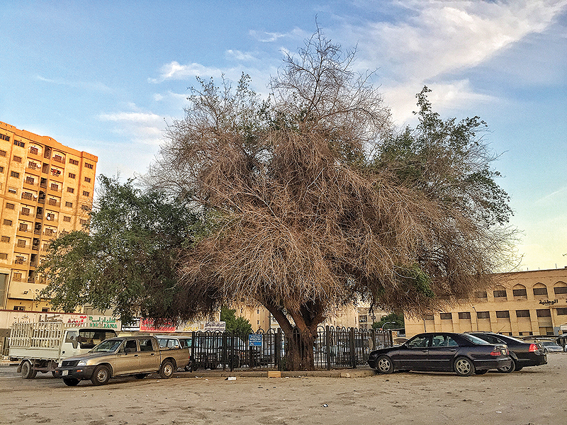 KUWAIT: ‘Sidrat Hawally,’ the oldest Sidr tree in the country, estimated at 200 years old. — KUNA