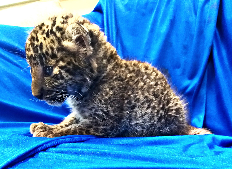 CHENNAI: This handout picture taken yesterday shows a leopard cub after it was seized from a checked baggage of a passenger. - AFP 