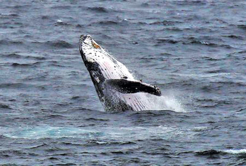 SYDNEY: A humpback whale breaches off the coast at Clovelly Beach in Sydney, Australia. —Reuters