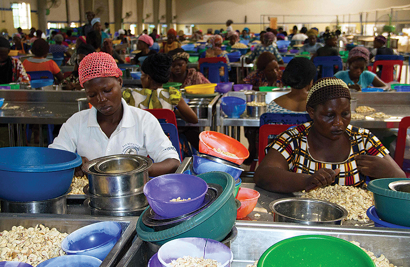 Workers process the cashew nuts’ almonds before bagging at the Fludor plant.