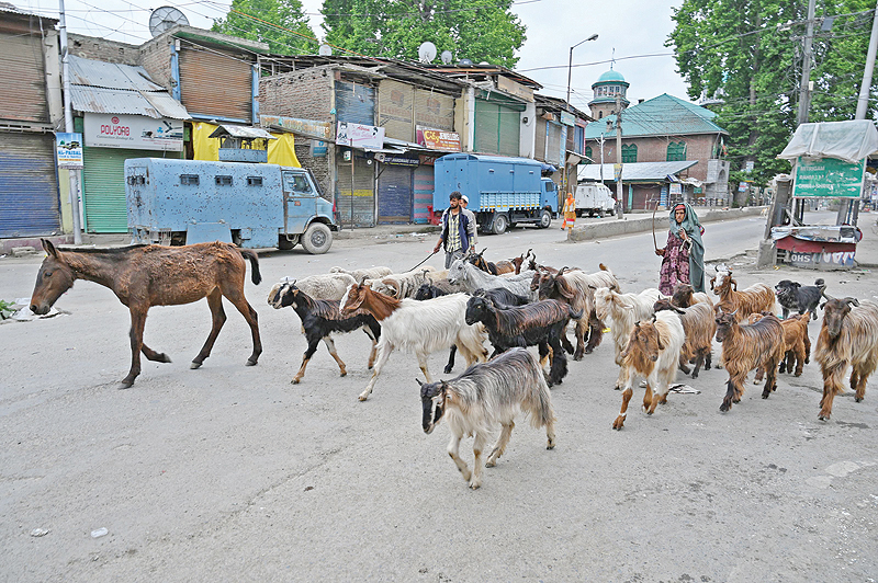 PULWAMA: A nomadic Bakarwal family members walk with livestock in Pulwama, south of Srinagar. Nomads travel with their livestock and trek through the state’s rugged terrain to reach pasture areas where they spend the summer months in the mountains and the winter in the shelter of valleys. — AFP