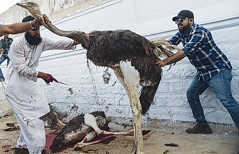 KARACHI: Pakistani Muslims slaughter an ostrich on the first day of the Muslim holy month of Ramadan yesterday. —AFP