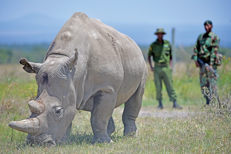 Najin, 30, and her offspring Fatu (unseen), 19, two female northern white rhinos, the last two northern white rhinos left on the planet, graze in their secured paddock on August 23, 2019 at the Ol Pejeta Conservancy in Nanyuki, 147 kilometres north of the Kenyan capital, Nairobi. - Veterinarians have successfully harvested eggs from the last two surviving northern white rhinos, taking them one step closer to bringing the species back from the brink of extinction, scientists said in Kenya on August 23. Science is the only hope for the northern white rhino after the death last year of the last male, named Sudan, at the Ol Pejeta Conservancy in Kenya where the groundbreaking procedure was carried out August 22, 2019. (Photo by TONY KARUMBA / AFP)