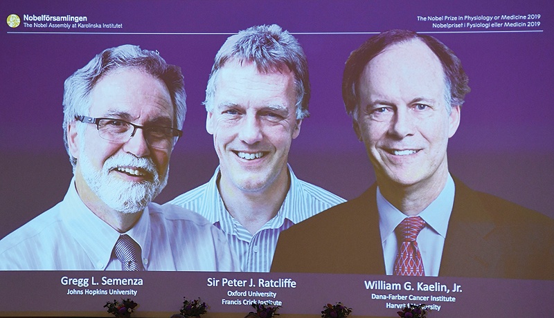 STOCKHOLM: The winners of the 2019 Nobel Prize in Physiology or Medicine (from left) Gregg Semenza of the US, Peter Ratcliffe of Britain and William Kaelin of the US appear on a screen during a press conference at the Karolinska Institute yesterday. - AFP n