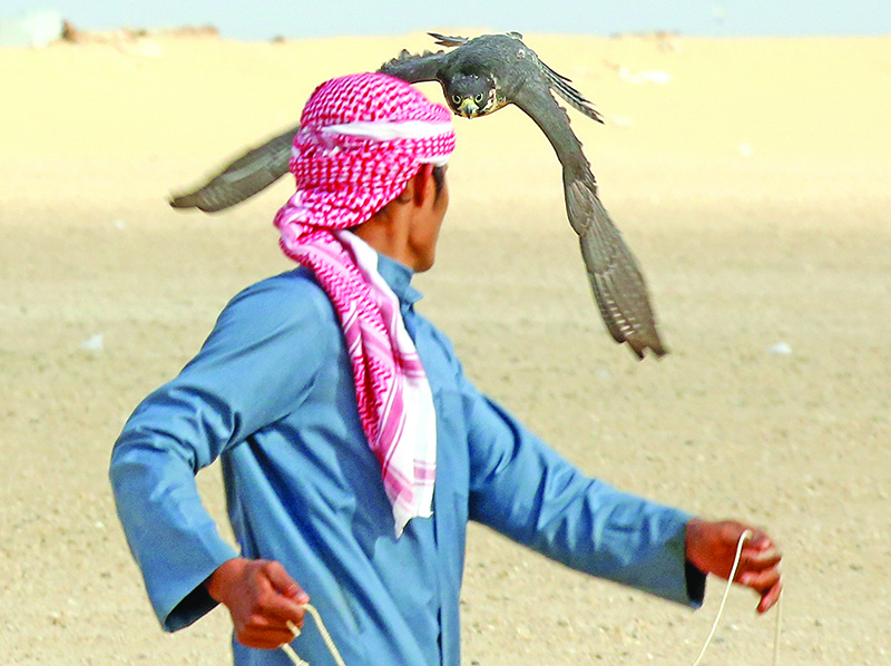 A falcon hunts during during a falcons hunting competition, at the Sabah al-Ahmad heritage village 140 km north west of Kuwait City on January 10, 2020.