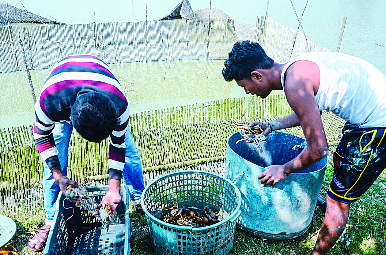 In this photographs taken on February 10, 2020 shows workers removing crabs from a pond at a crab farm in Khulna. - Thousands of tons of Bangladesh crabs earmarked for Chinese dining tables are being left to rot because the coronavirus has halted exports. (Photo by MUNIR UZ ZAMAN / AFP)