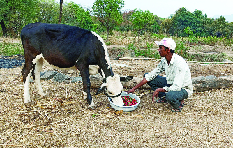 FILE PHOTO: Anil Salunkhe, a farmer, feeds strawberries to his cow during a 21-day nationwide lockdown to slow the spread of coronavirus disease (COVID-19), at Darewadi village in Satara district in the western state of Maharashtra, India, April 1, 2020. REUTERS/Rajendra Jadhav/File Photo
