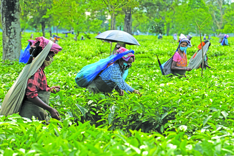 Labourers pluck tea leafs after the government eased a nationwide lockdown imposed as a preventive measure against the spread of the COVID-19 coronavirus at Kiranchandra Tea Garden, some 20 kms from Siliguri on April 26, 2020. (Photo by DIPTENDU DUTTA / AFP)