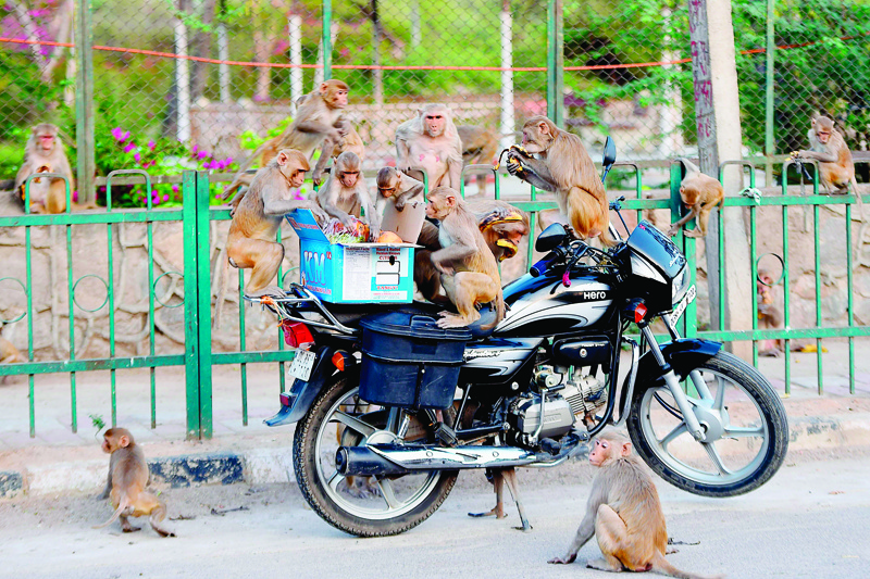 Monkeys get on a motorcycle to eat fruits from a box during a government-imposed nationwide lockdown as a preventive measure against the COVID-19 coronavirus in New Delhi on April 10, 2020. (Photo by Money SHARMA / AFP)