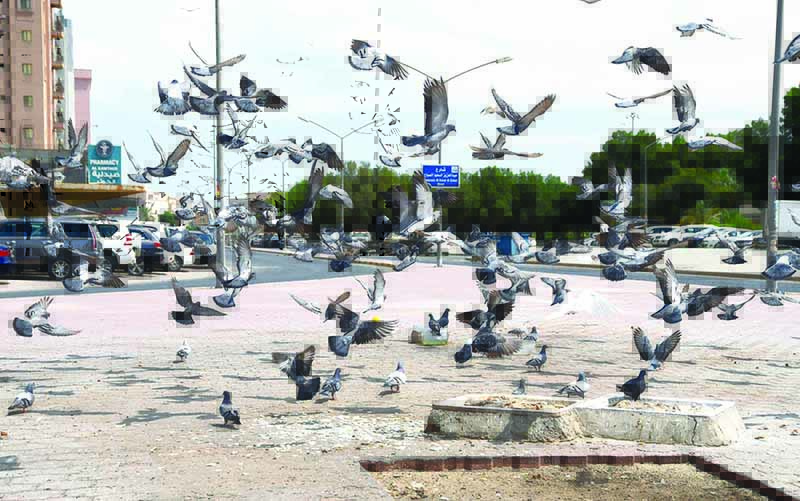 KUWAIT: Pigeons feed on food and water left for birds on a roundabout in Salmiya. -- Photo by Fouad Al-Shaikh