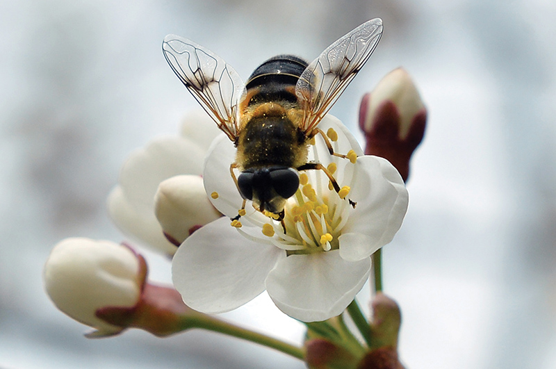 MOSCOW: In this file photo taken on May 10, 2014, a European hoverfly collects nectar on a bud of a cherry tree. – AFP