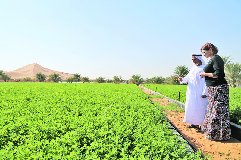 DUBAI: An ICBA scientist helps a farm-owner in the Al Wagan area near Al-Ain, UAE. - Reuters