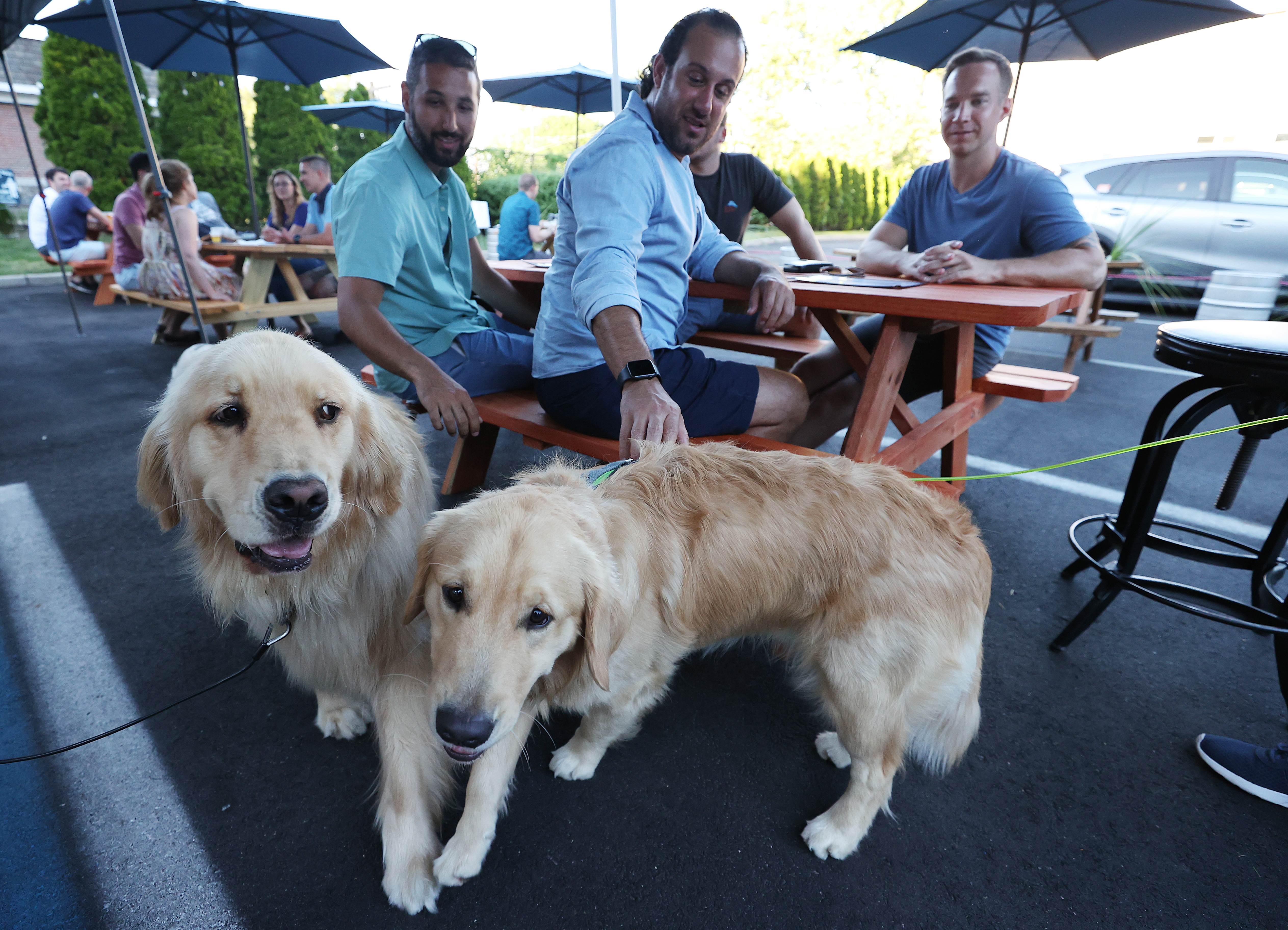 HUNTINGTON, NEW YORK - JUNE 24: Golden retrievers Buddy and Barley greet customers at the Six Harbors Brewing Company on June 24, 2020 in Huntington, New York. Long Island begins Phase 3 of reopening, allowing restaurants to seat inside at 50 percent capacity and nail salons to open by appointment only.   Al Bello/Getty Images/AFP