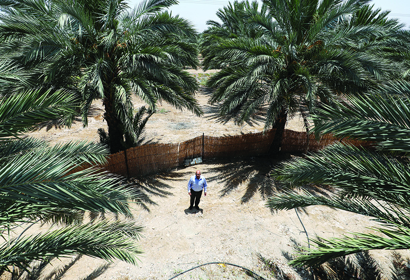 JERICHO: Palestinian farmer Judeh Aseed from Jericho’s agricultural union stands in a palm grove in this West Bank city on June 21, 2020. — AFP