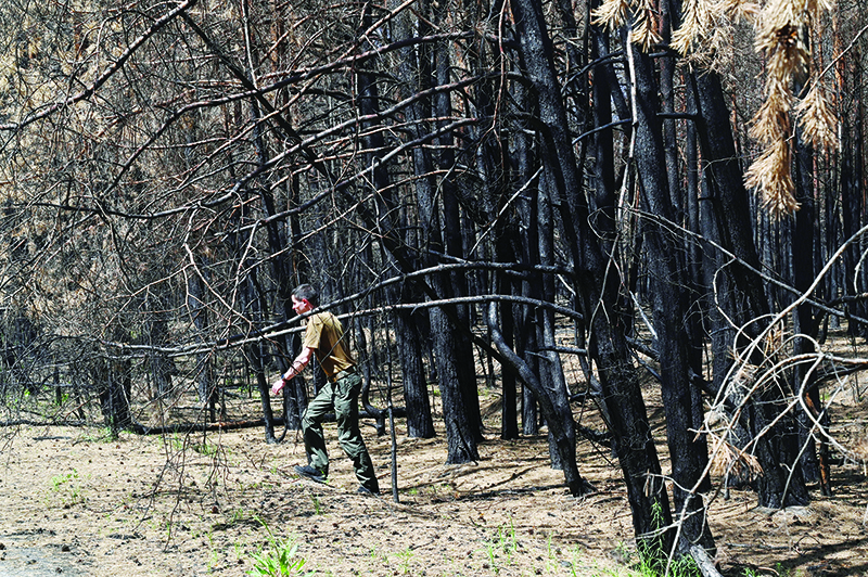 An employee walks through coalfield trees in a burnt forest near the village of Ilovnytsya in the Chernobyl thirty-kilometer zone on Friday.—AFP