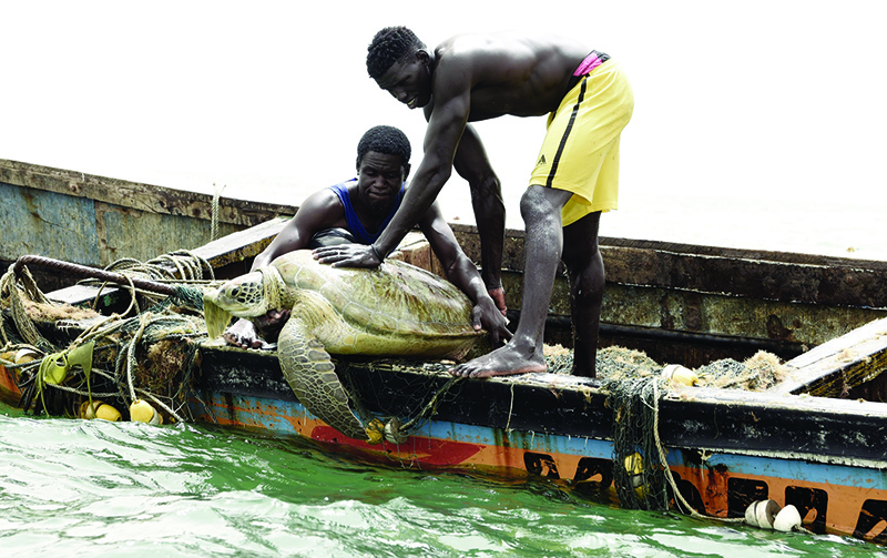 JOAL-FADIOUTH, Senegal: Senegalese fishermen put a sea turtle back into the sea after rescuing it from their fishing nets on June 16, 2020. — AFP