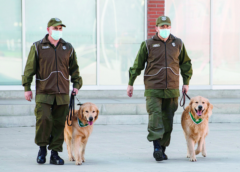 SANTIAGO: Members of the Chilean Police Canine Training team walk two Golden Retriever dogs before the beginning of their training session aimed to detect people infected with coronavirus COVID-19.  — AFP