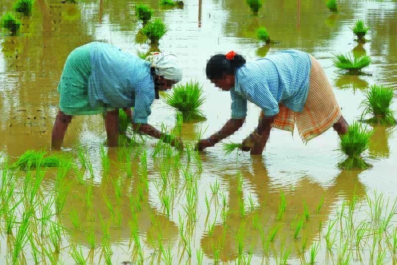 Labourers plant saplings in a paddy field in Medak district of Telangana state on July 15, 2020. (Photo by NOAH SEELAM / AFP)