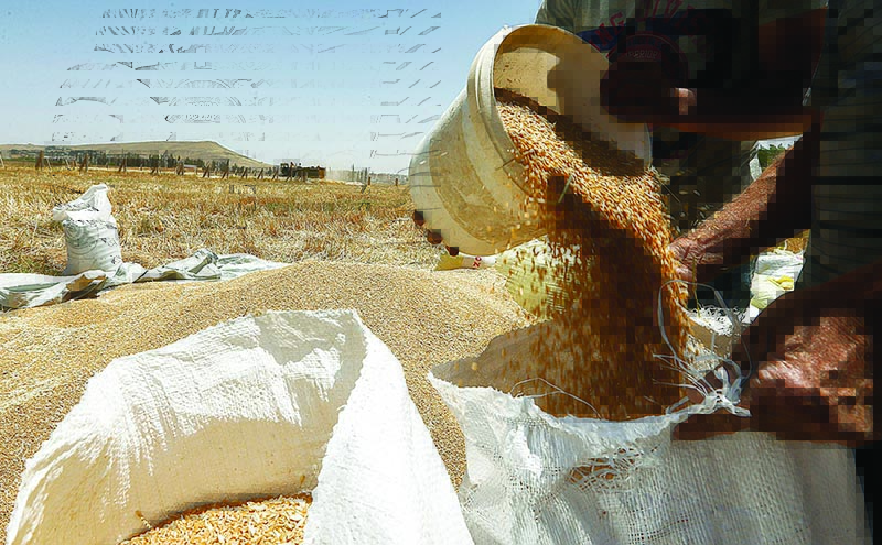 DAMASCUS: A farmer pours a bucket of wheat kernels into a sack during the harvest season, in a field in the countryside of al-Kaswa, south of Syria’s capital Damascus. —AFP
