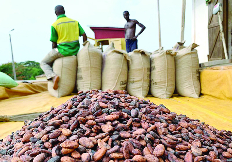 LONDON/ABIDJAN:  The steepest dive in cocoa demand in a decade has thrown into jeopardy a plan by top producers Ivory Coast and Ghana to guarantee some two million farmers a living wage, sources within the countries’ regulators said. — Reuters
