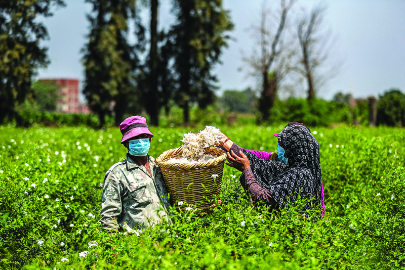 A worker, mask-clad due to the COVID-19 coronavirus pandemic, throws a handful of harvested jasmine flowers into a wicker basket at a field at the village of Shubra Beloula in Egypt's northern Nile delta province of Gharbiya on July 23, 2020. - Egypt and India are the leading producers of around 95 percent of jasmine extracts in the world used in perfumes, according to The International Federation of Essential Oils and Aroma Trades (IFEAT), and the village of Shubra Beloula In Gharbiya, in the Egyptian fertile Delta, produces more than half of the aromatic extracts used in essential oils for global jasmine production. (Photo by Mohamed el-Shahed / AFP)