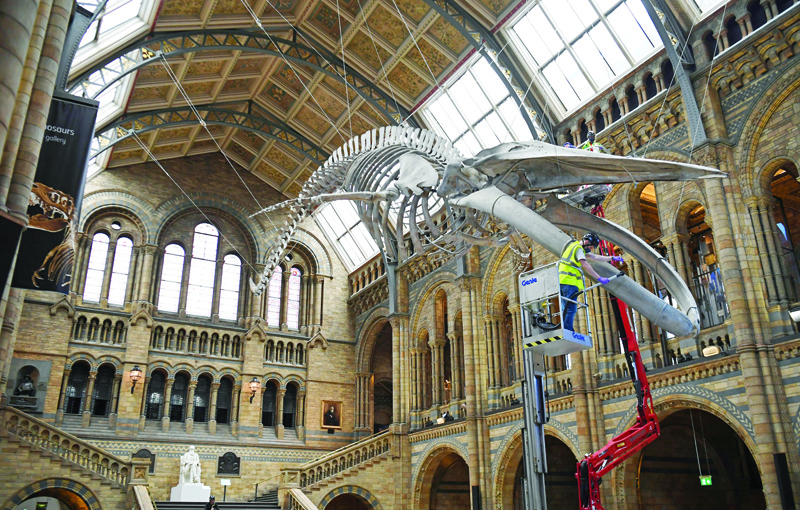 (FILES) In this file photo taken on July 27, 2020 Members of the restoration team clean 'Hope', a skeleton of a blue whale, hanging in the main Hintze Hall of the Natural History Museum in London on July 27, 2020, before it re-opens to the public on August 5, 2020, after being made to close due to the COVID-19 pandemic. - With tourists staying away and visitor numbers limited due to coronavirus, London's popular museums and galleries are unrecognisably quiet. As they slowly reopen London's tourist sites and museums have made great effort to show that they are safe. Visitors must pre-book timed tickets, some galleries have introduced one-way systems, sanitising gel is on hand and face masks are required by law. (Photo by DANIEL LEAL-OLIVAS / AFP)
