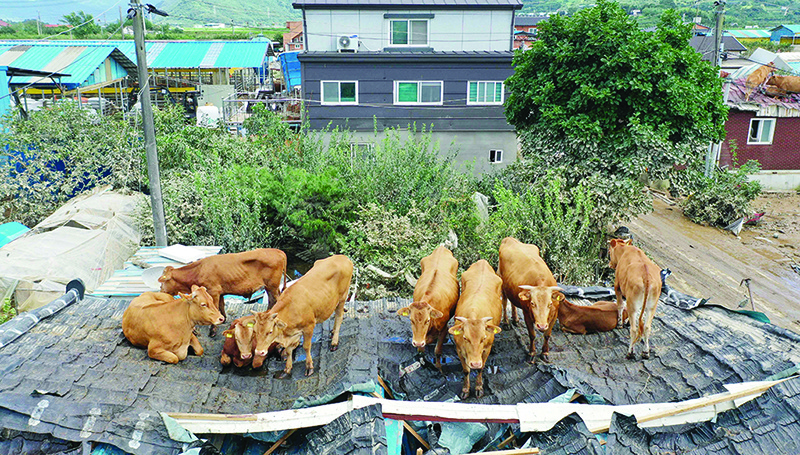 GURYE, South Korea: This photo taken on Sunday shows cows stranded on a rooftop at a farm in Jeolla province. — AFP