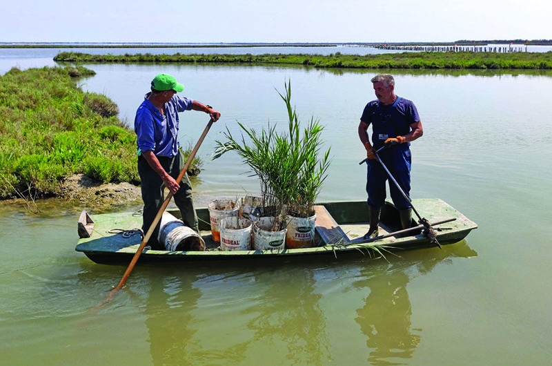 Owner of a valliculture company Carlo Marchesi (L) and his employee Adriano Croitoru transplant reeds in the Venetian lagoon, as part of a project that aims to restore its environment by increasing fresh water input, near Venice on July 22, 2020. - Venice may be famed for Saint Mark's Square or the Bridge of Sighs, but the Italian city has another jewel oft overlooked: its lagoon. Once home to a rich variety of fish and birds, mankind's meddling has raised the water's salt content dramatically. An environmental project aims to restore it to its former glory, however, by introducing fresh water. (Photo by Celine CORNU / AFP)