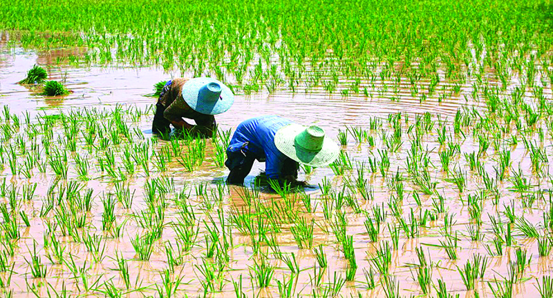 Farmers plant rice sprouts in a paddy field in Nakhon Sawan province, north of Bangkok May 4, 2008. Thailand plans to stick to its policy of not curbing rice exports, Commerce Minister Mingkwan Sangsuwan said on Saturday, forecasting a higher volume of sales this year as world demand grows.    REUTERS/Chaiwat Subprasom  (THAILAND) - GM1E45419BW01